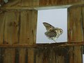 Picture Title - Barn Owl