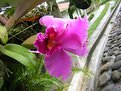 Picture Title - Orquidea