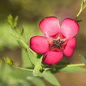 Picture Title - Red and Green