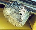 Picture Title - Hornet's Nest