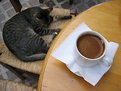 Picture Title - Cat and Coffee