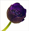 Picture Title - Purple Anemone