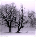 Picture Title - Winter Fog - Goddard Park