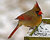 Female Northern Cardinal