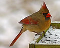 Picture Title - Female Northern Cardinal