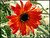 Flor de verano...