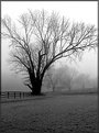 Picture Title - January Fog