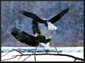 Picture Title - Fighting Eagles