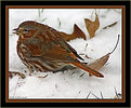 Picture Title - Fox Sparrow 