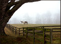 Picture Title - Horses in the Fog