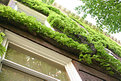 Picture Title - Ivy on the Wall
