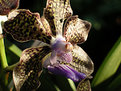 Picture Title - Singapura Orchid