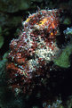 Picture Title - Longlure frogfish