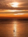 Picture Title - Seal in the Sunset