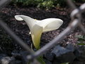 Picture Title - Cala Lily Guarded