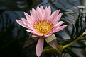 Picture Title - waterlilly