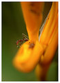 Picture Title - Ant