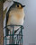 Tufted Titmouse