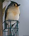Picture Title - Tufted Titmouse
