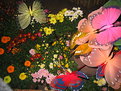 Picture Title - baguio flowerfest