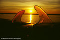 Picture Title - Sunset Fins