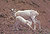 Dall Sheep Ewe and lamb