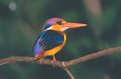 Picture Title - Three Toed Kingfisher