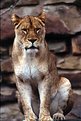 Picture Title - Lioness - Sitting