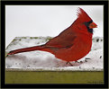 Picture Title - Male Northern Cardinal