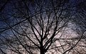 Picture Title - tree silhouette