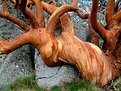 Picture Title - Octopus