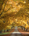 Picture Title - Autumn Driveway