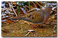 Picture Title - Mourning Dove