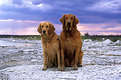 Picture Title - Dogs on the Rocks