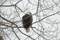 Picture Title - Eagle