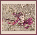 Picture Title - Seashore Art