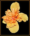 Picture Title - Double Hibiscus Flashed