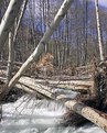 Picture Title - Lytle Creek