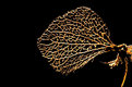 Picture Title - Remains of a hortensia leaf