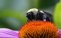 Picture Title - Bee on Coneflower