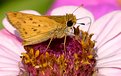 Picture Title - Moth on Zinnia