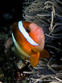 Picture Title - Anemonefish