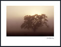 Picture Title - Morning fog