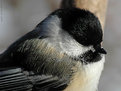 Picture Title - chickadee