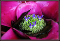 Picture Title - Succulent Hatchlings