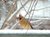 Female Cardinal