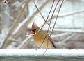 Picture Title - Female Cardinal