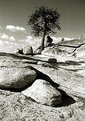 Picture Title - Tree and Rocks