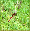 Picture Title - Bright Dragonfly