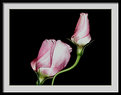 Picture Title - Lisianthus